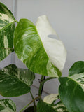 Monstera Variegata (zum aussuchen)