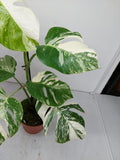 Monstera Variegata (zum aussuchen)