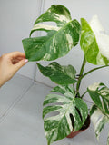 Monstera Variegata (zum aussuchen)