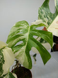 Monstera Variegata (zum aussuchen)