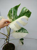 Monstera Variegata (zum aussuchen)