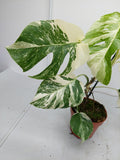 Monstera Variegata (zum aussuchen)