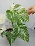 Monstera Variegata (zum aussuchen)