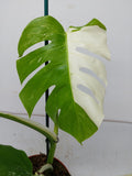 Monstera Variegata (zum aussuchen)