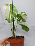 Monstera Variegata (zum aussuchen)