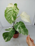 Monstera Variegata (zum aussuchen)