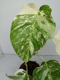 Monstera Variegata (zum aussuchen)