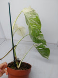 Monstera Variegata (zum aussuchen)