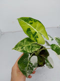 Alocasia Frydek Variegata