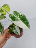 Alocasia Frydek Variegata