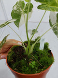 Alocasia Frydek Variegata