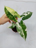 Alocasia Frydek Variegata