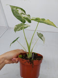 Alocasia Frydek Variegata