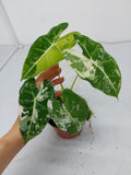 Alocasia Frydek Variegata