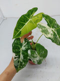 Alocasia Frydek Variegata