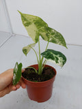 Alocasia Frydek Variegata