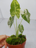 Alocasia Frydek Variegata