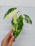 Alocasia Frydek Variegata