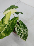 Alocasia Frydek Variegata