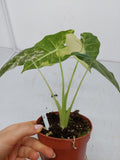 Alocasia Frydek Variegata