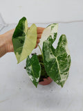 Alocasia Frydek Variegata