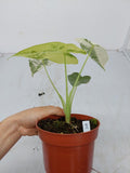 Alocasia Frydek Variegata