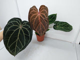 Anthurium Red Crystallinum