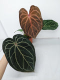 Anthurium Red Crystallinum