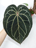 Anthurium Red Crystallinum