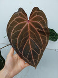 Anthurium Red Crystallinum