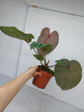 Anthurium Red Crystallinum