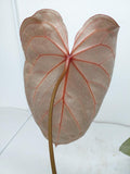 Anthurium Red Crystallinum