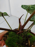 Anthurium Red Crystallinum