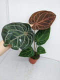 Anthurium Red Crystallinum