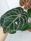 Anthurium Red Crystallinum