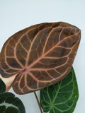 Anthurium Red Crystallinum