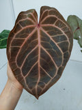 Anthurium Red Crystallinum