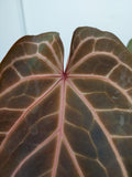 Anthurium Red Crystallinum