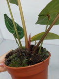 Anthurium Red Crystallinum