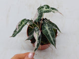 Alocasia Polly Pink Variegata