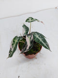 Alocasia Polly Pink Variegata