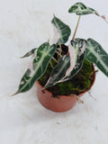 Alocasia Polly Pink Variegata