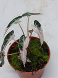 Alocasia Polly Pink Variegata