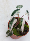 Alocasia Polly Pink Variegata