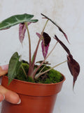 Alocasia Polly Pink Variegata