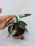 Alocasia Polly Pink Variegata