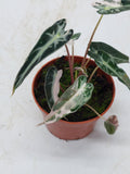 Alocasia Polly Pink Variegata