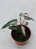 Alocasia Polly Pink Variegata