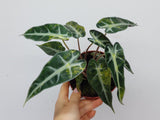 Alocasia Polly Aurea Variegata