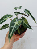 Alocasia Polly Aurea Variegata